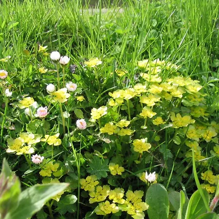 Maison d'hôtes Haus Alpenruh Sankt Leonhard im Pitztal
