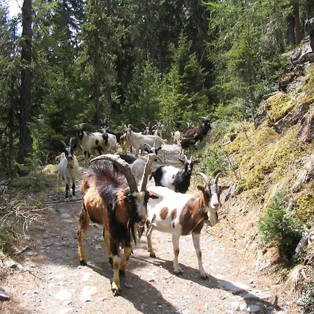 Gasthof Haus Alpenruh